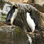 シュレーターペンギンの大人の写真