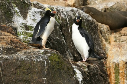 シュレーターペンギンの大人の写真