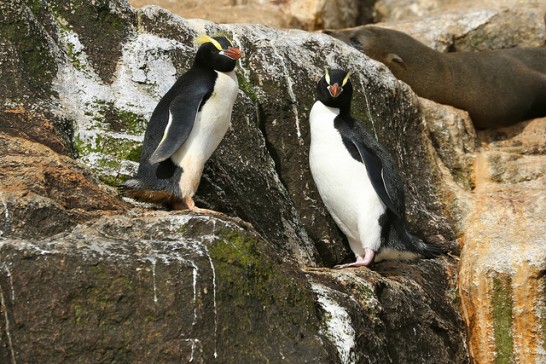 シュレーターペンギンの大人の写真