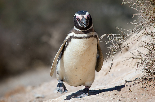 マゼランペンギン 特徴 生態