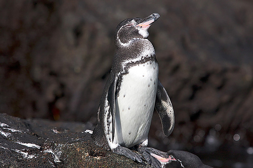 ガラパゴスペンギン 特徴 生態