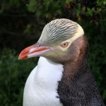 キンメペンギンの大人の写真