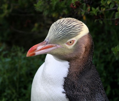 キンメペンギンの大人の写真