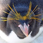 マカロニペンギンの大人の写真