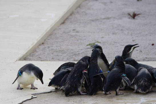 葛西臨海水族館(東京)のコガタペンギン