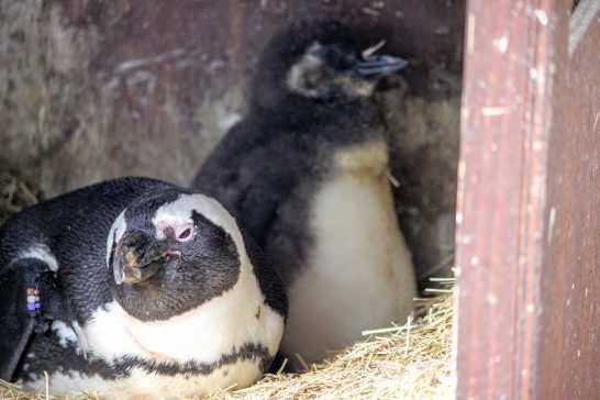 アドベンチャーワールド(和歌山県)のケープペンギン