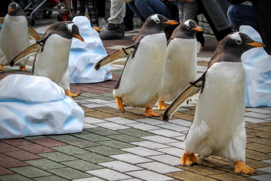 アドベンチャーワールド(和歌山県)のジェンツーペンギン