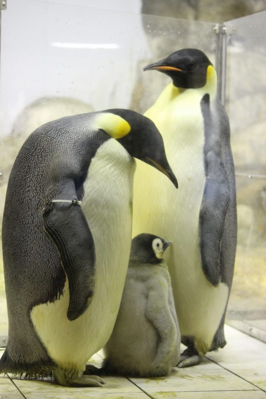 名古屋港水族館(愛知県)の皇帝ペンギン親子