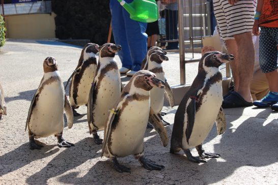 下田海中水族館(静岡県)のフンボルトペンギン