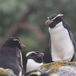 スネアーズペンギン大人の写真