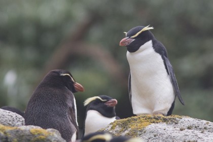 スネアーズペンギン大人の写真