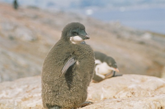 アデリペンギンヒナ