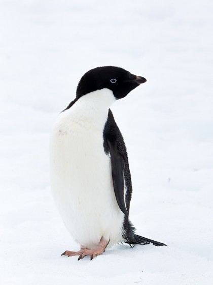 アデリーペンギンの大人の写真