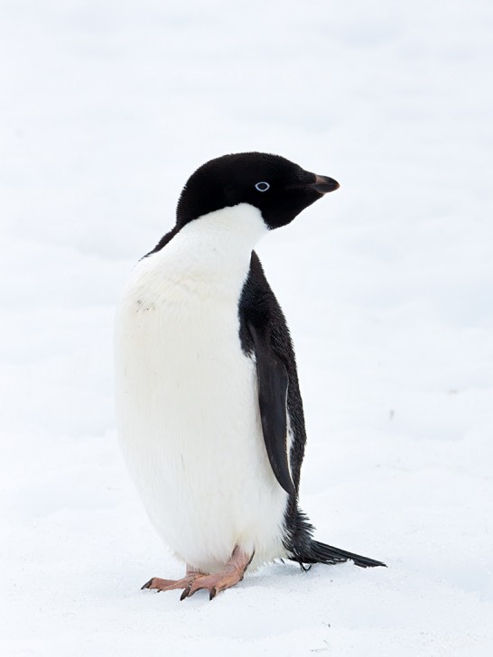 アデリーペンギンの大人の写真