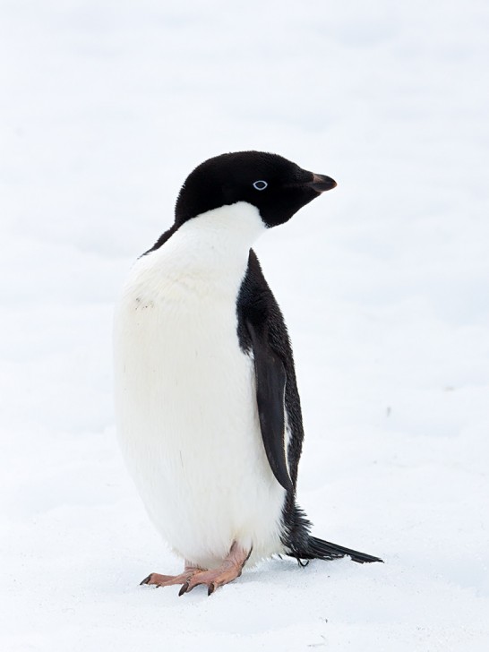 ペンギン種類