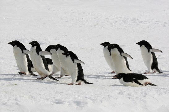 アデリーペンギンの大人の写真