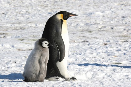 コウテイペンギン