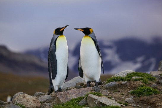 ペンギン種類