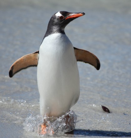 ジェンツーペンギンの大人の写真