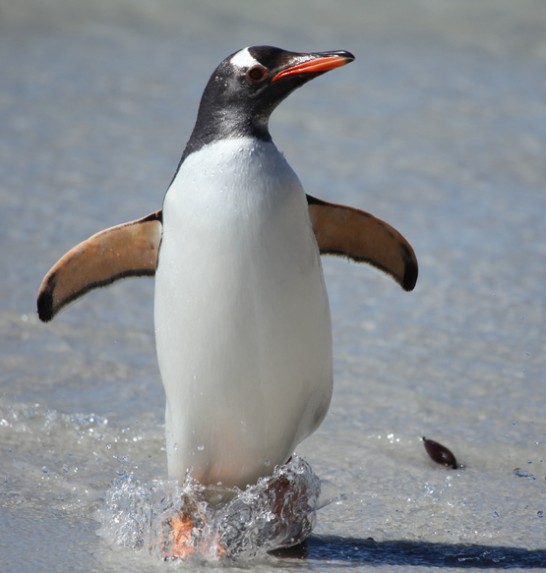 ジェンツーペンギンの大人の写真