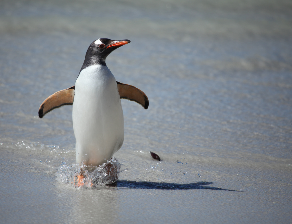 ジェンツーペンギンの大人の写真