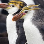 ロイヤルペンギンの大人の写真