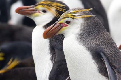 ロイヤルペンギンの大人の写真