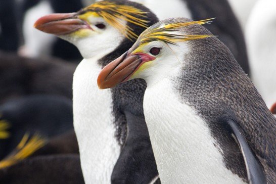 ロイヤルペンギンの大人の写真