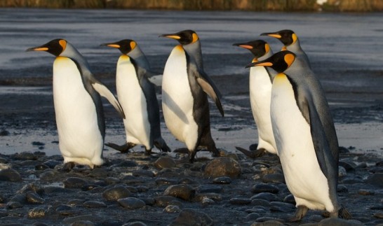 キングペンギンの大人の写真