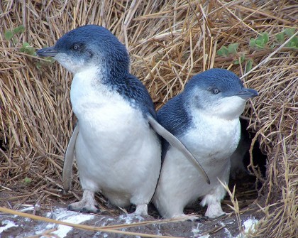 コガタペンギンの大人の写真