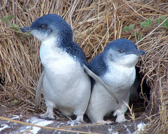 コガタペンギンの大人の写真