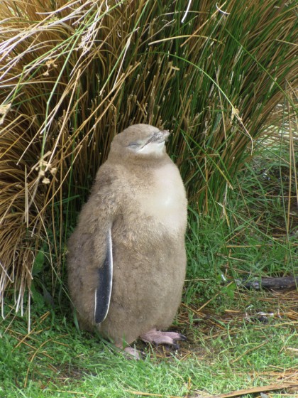 キンメペンギンのヒナの写真