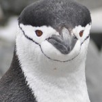 ヒゲペンギンの大人の写真