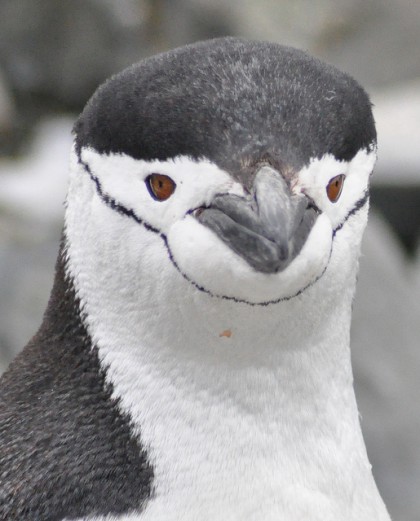 ヒゲペンギンの大人の写真