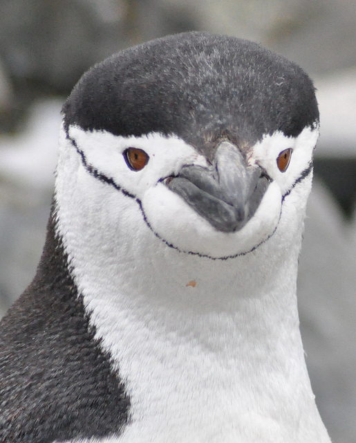 ヒゲペンギンの大人の写真