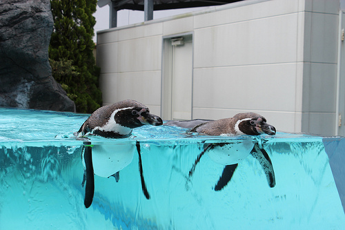 鳥羽水族館のペンギン写真
