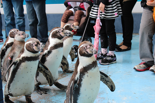 鳥羽水族館のペンギン散歩タイムの写真