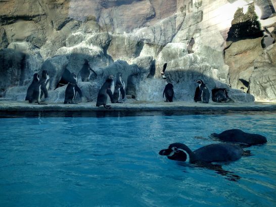 鳥羽水族館のフンボルトペンギン