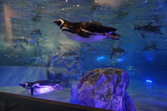 すみだ水族館のペンギンプールの写真