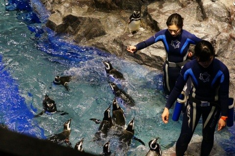 すみだ水族館のマゼランペンギン