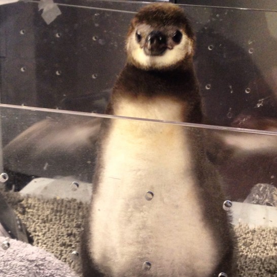 すみだ水族館のマゼランペンギンの赤ちゃん（たいこ）