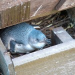 ハネジロペンギンの大人の写真