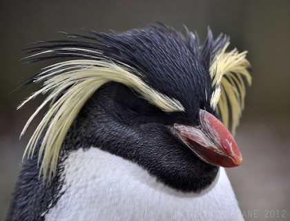 イワトビペンギンの大人の写真