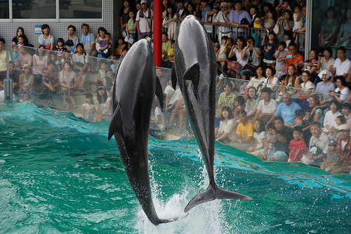 しながわ水族館のイルカショーの写真