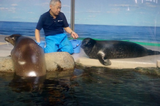 えのすいトリーターに餌をもらうアザラシ