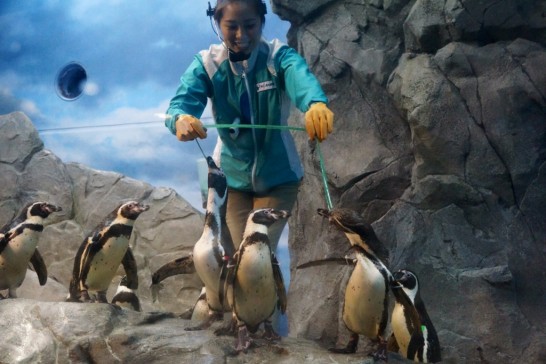 えのすいトリーターと遊ぶフンボルトペンギン