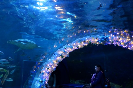 しながわ水族館のトンネル水槽の写真