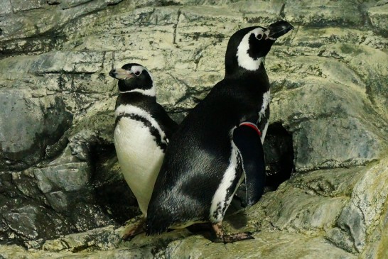 しながわ水族館にいるマゼランペンギンの写真