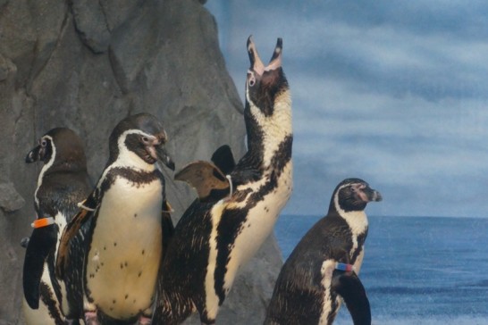 新江ノ島水族館で空に向かって鳴くフンボルトペンギン