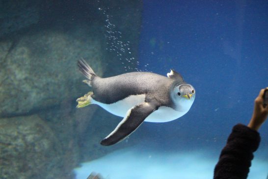八景島シーパラダイスのジェンツーペンギン